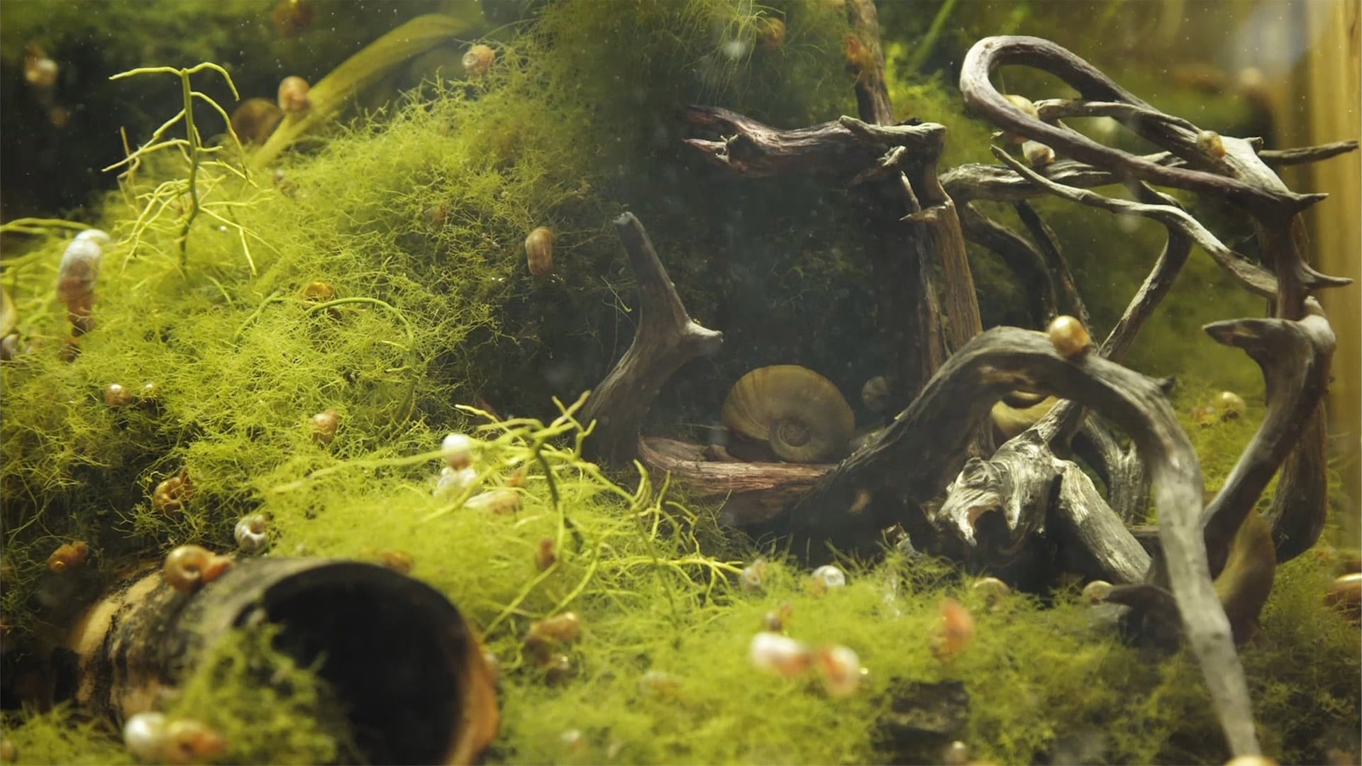 Minivoices – Umami 